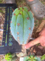 💎👑  Bart (Monassa Blue) — 8” Pup
