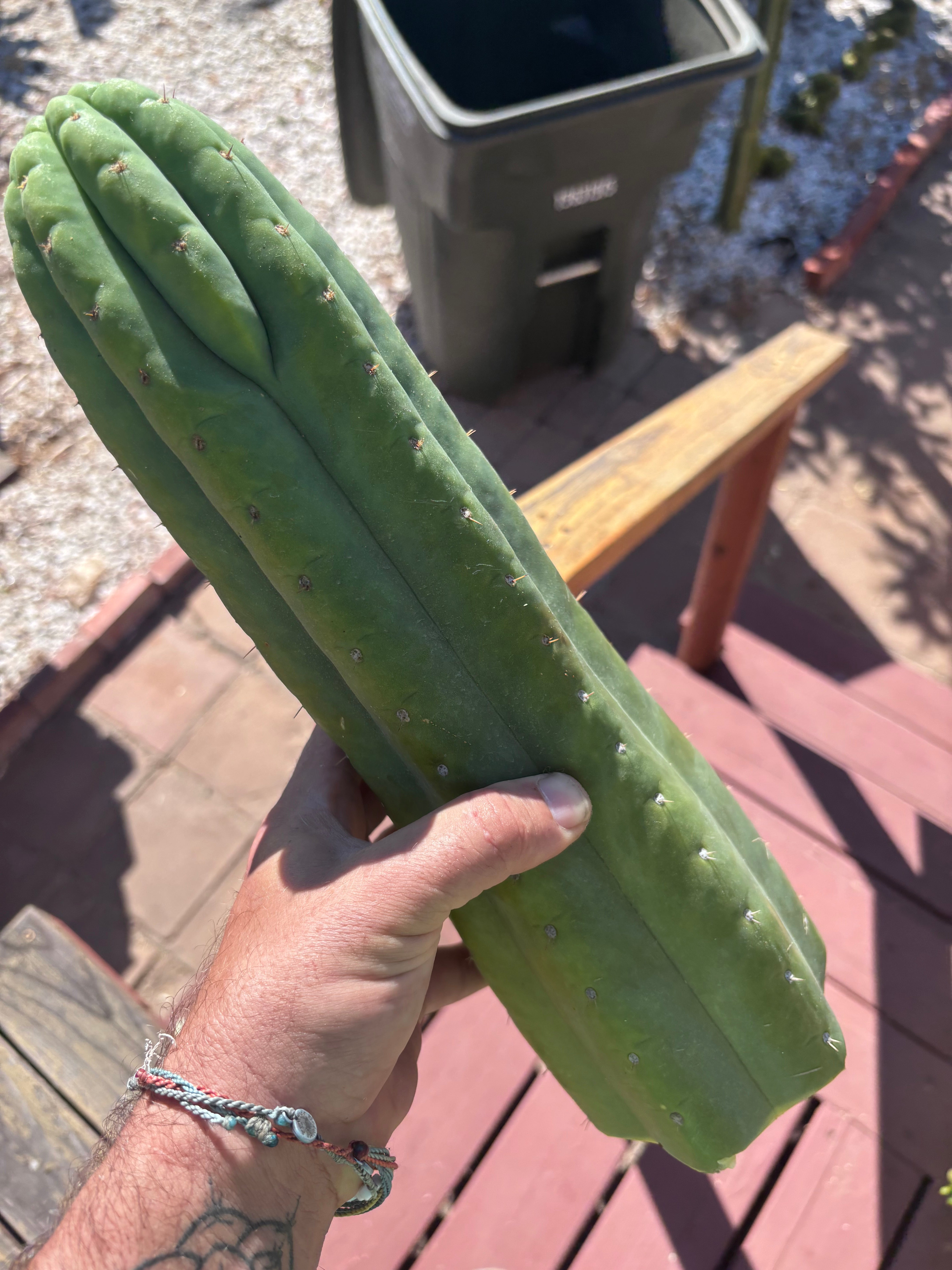 👑🌶️ Juuls Giant — XL 15” Tip