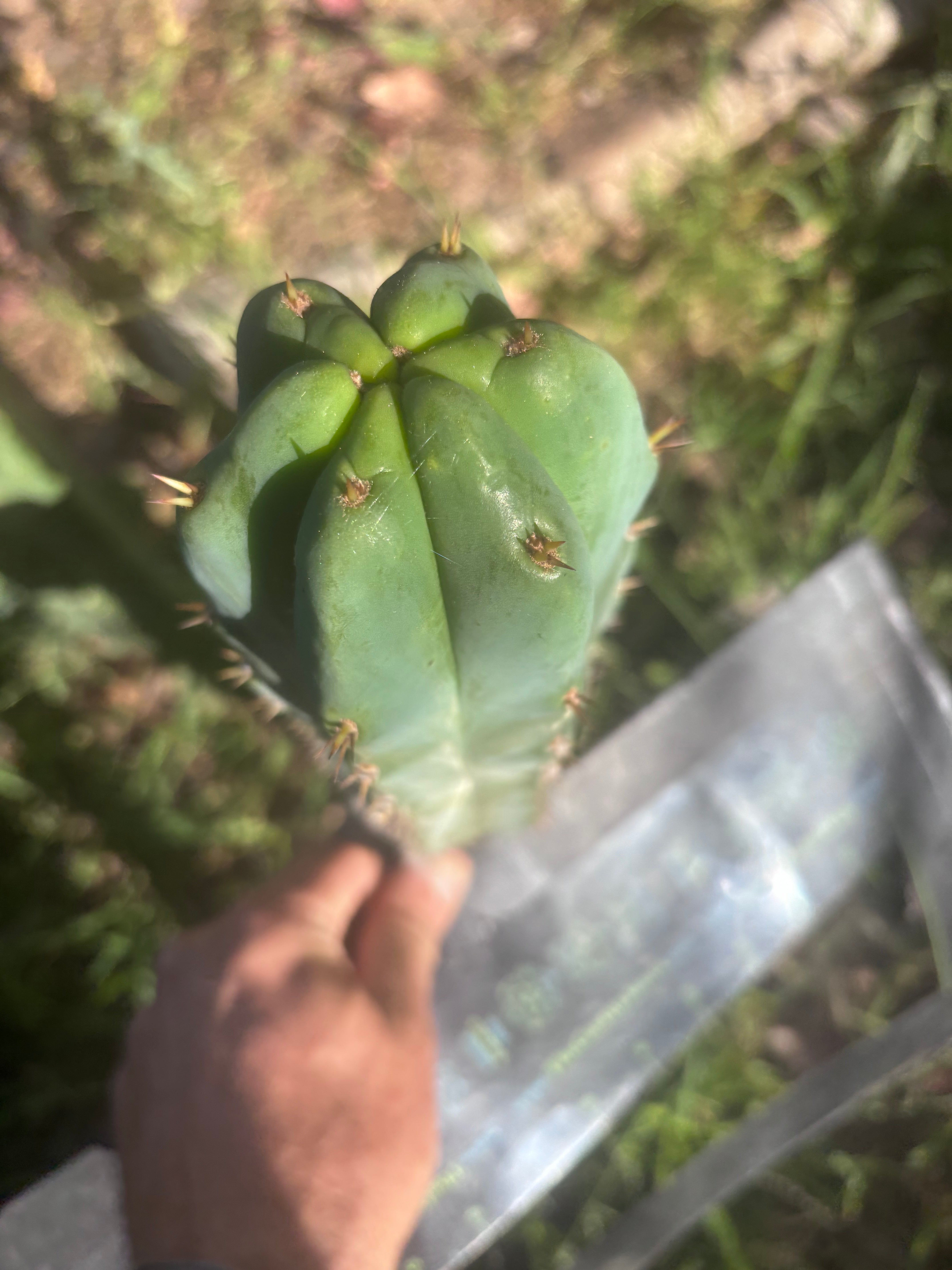 🌶️🌶️ NoidTwo — 9.5” Pup