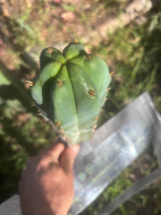 🌶️🌶️ NoidTwo — 9.5” Pup