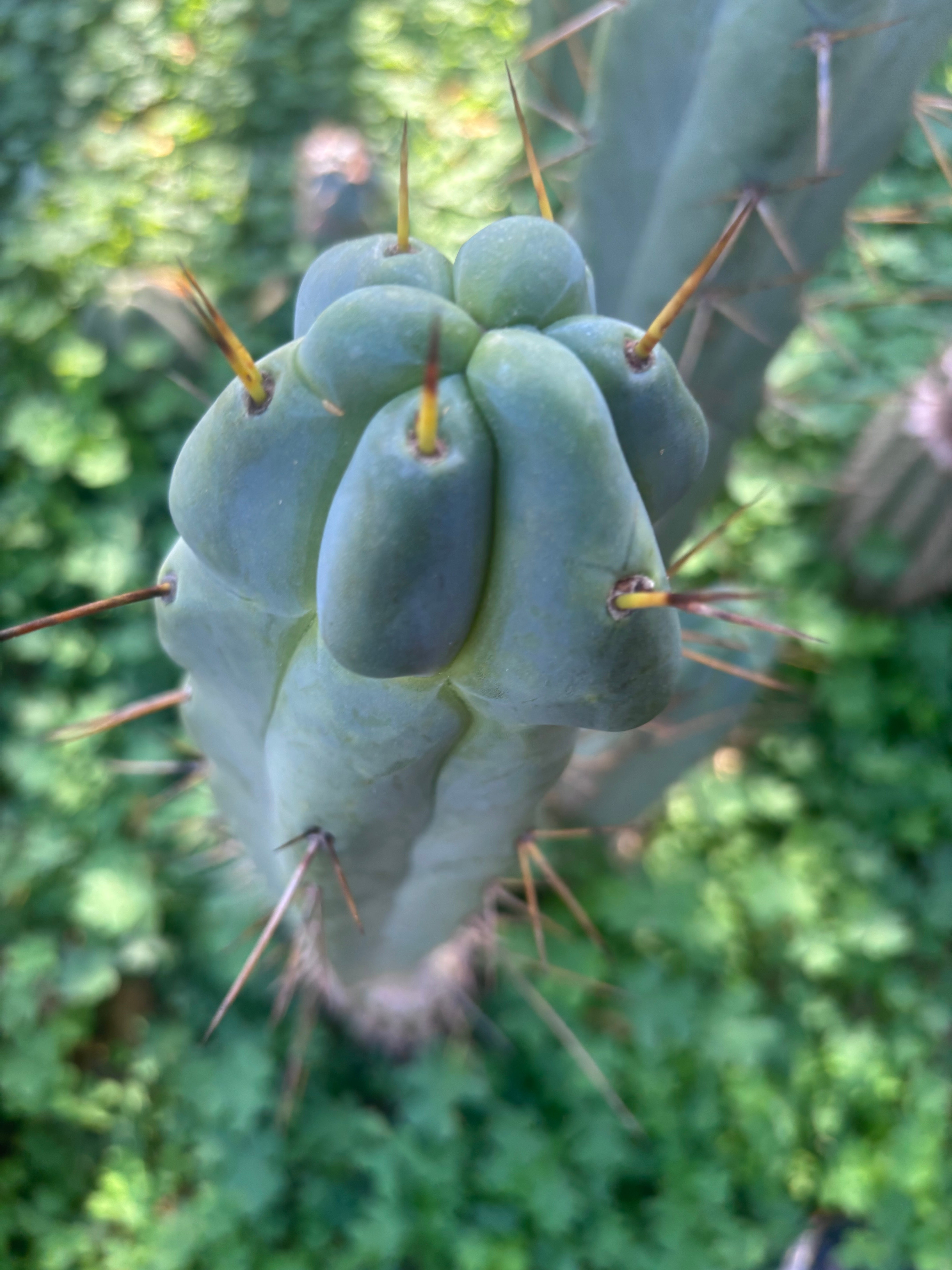 💎🌶️ Sina x SS02  — Thick Melty 10” Tip