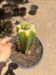 💎🌶️🌶️ NOM — Pup Graft On Seed Grown Rooted Stock