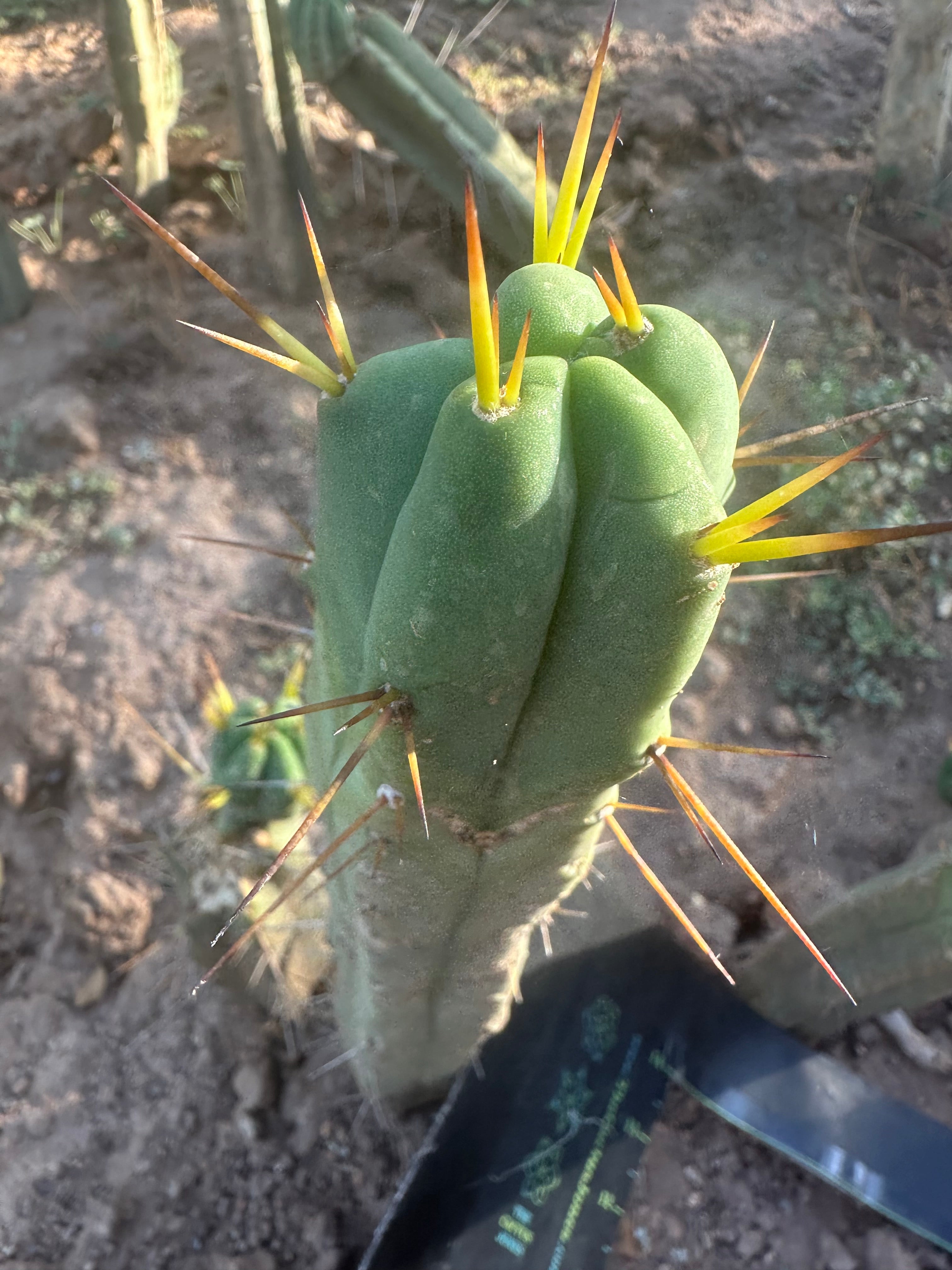 👑🌶️🌶️ Dulzura — 10” Tip