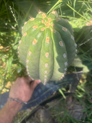 💎👑💎 SASS — Massive 13” Melon