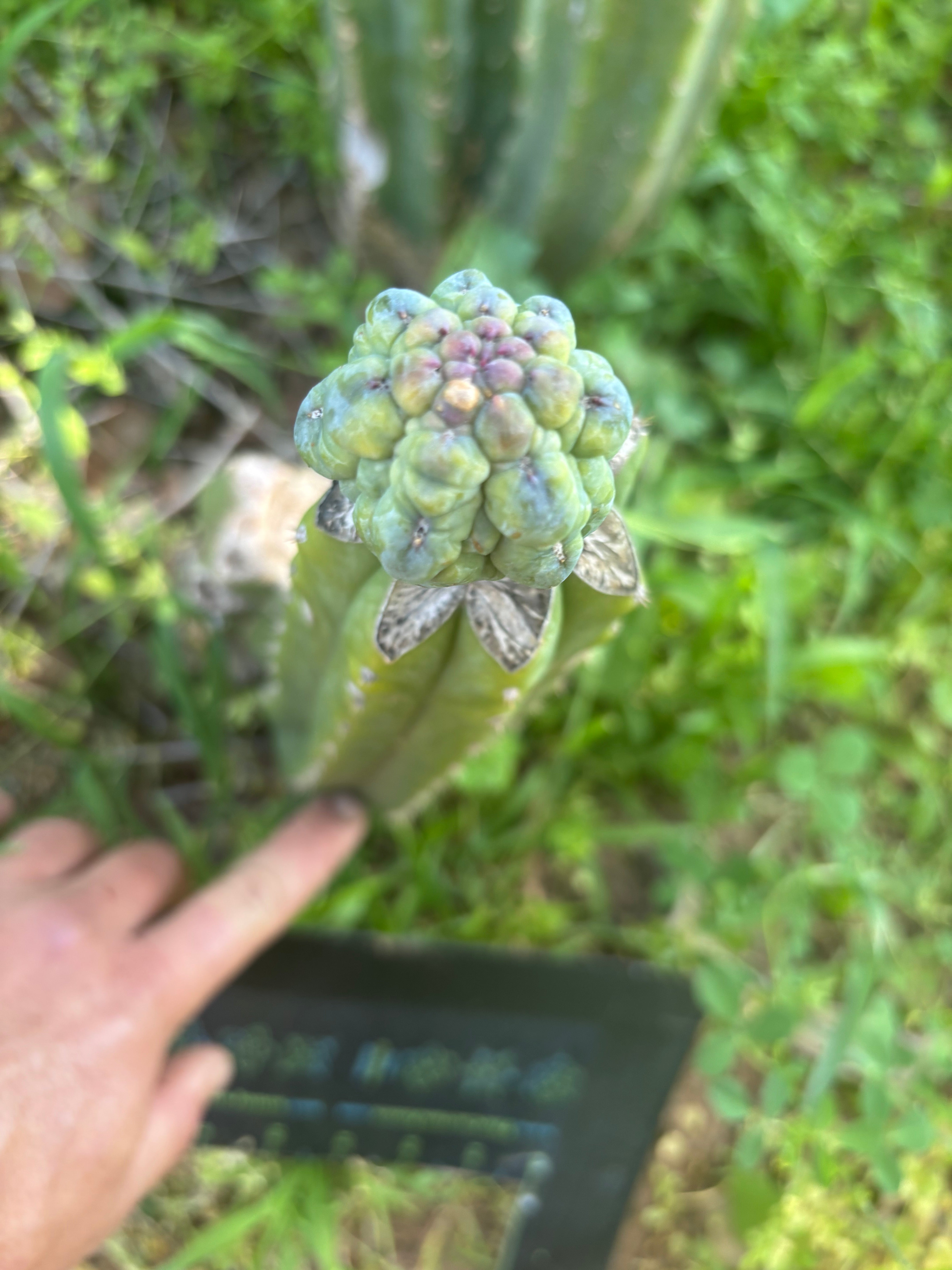 👑💎 And Again … Glorp Tip Graft