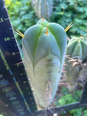 💎👑🌶️🌶️ SS02  — 10” FourWang Tip