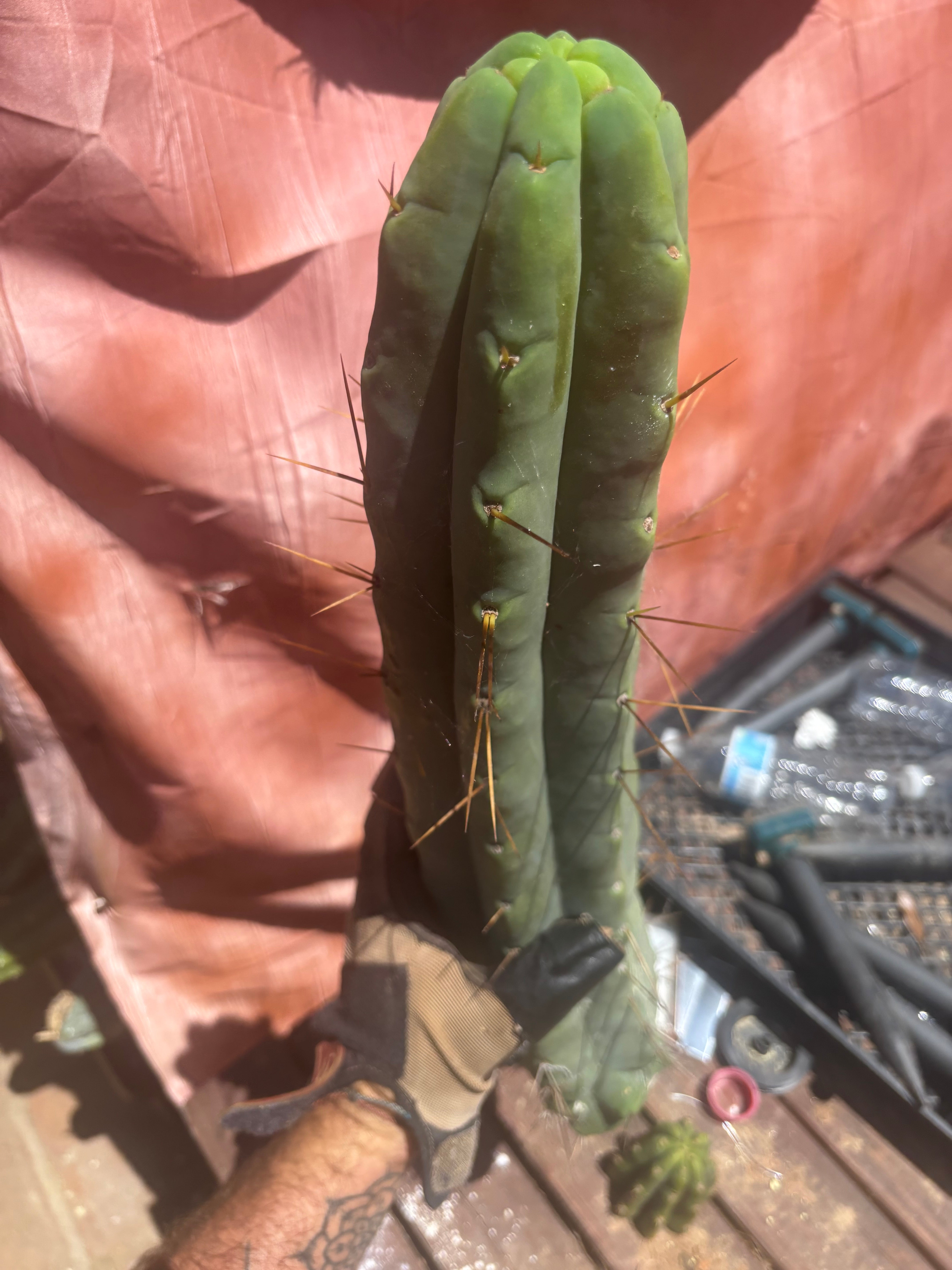 👑💎🌶️🌶️ Eileen — 18” Mega Tip