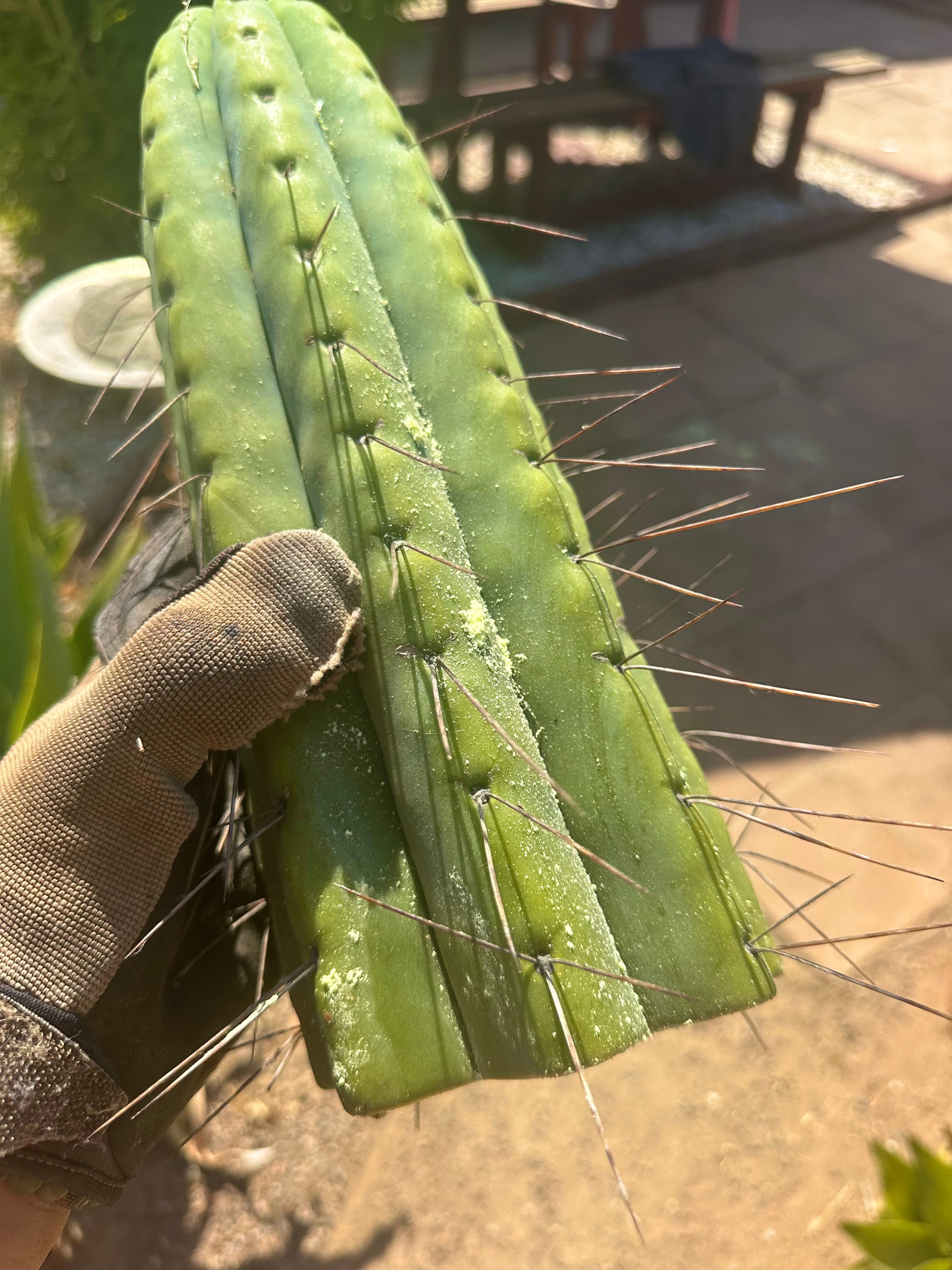🌶️🌶️💎 E.R. — Huge 13” Tip