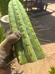 🌶️🌶️💎 E.R. — Huge 13” Tip