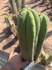Heynes x Super Pedro — Chonky 13” Pup