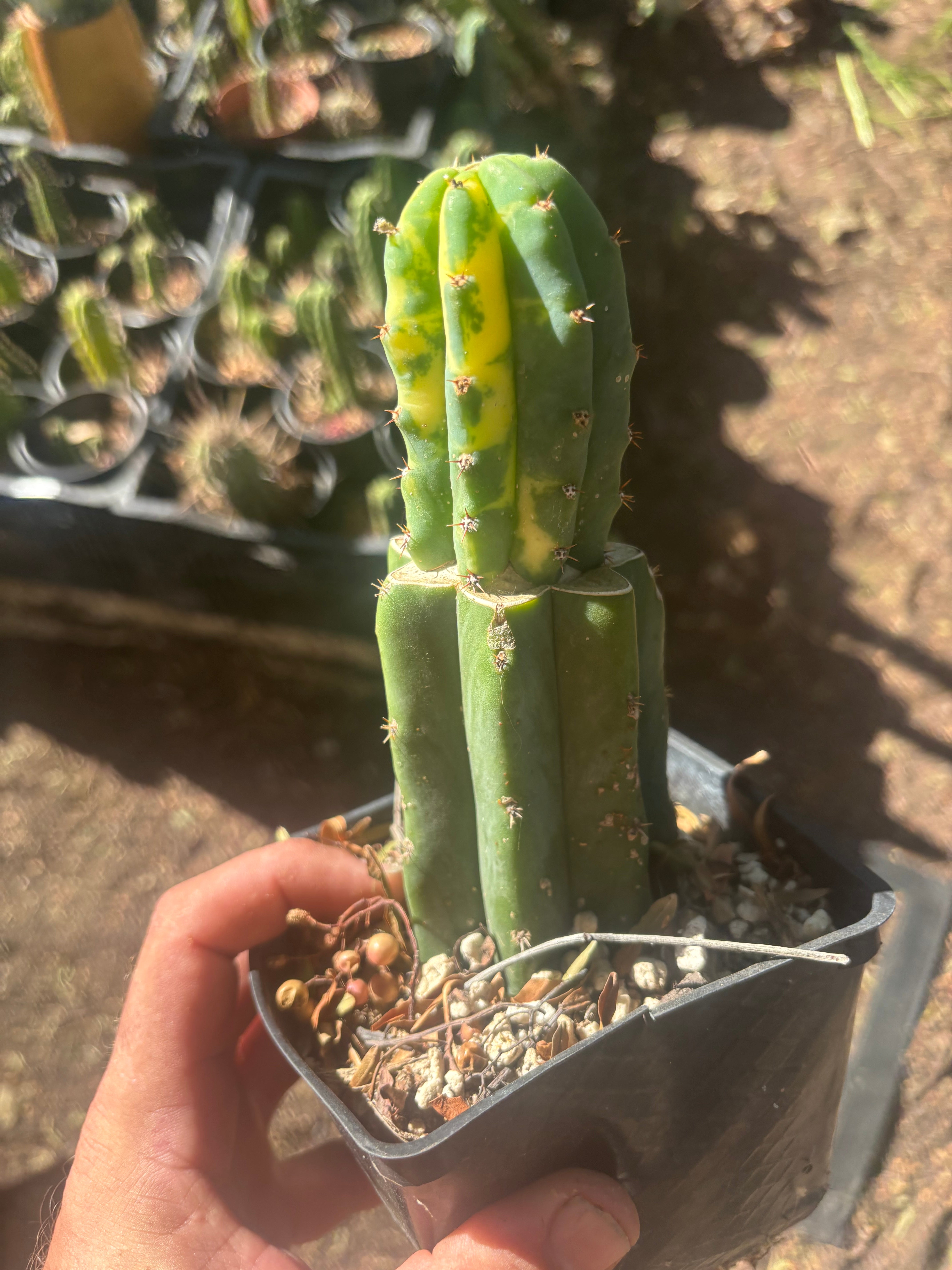 💎👑💎 VFV — Rooted Tip Graft
