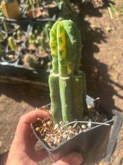 💎👑💎 VFV — Rooted Tip Graft