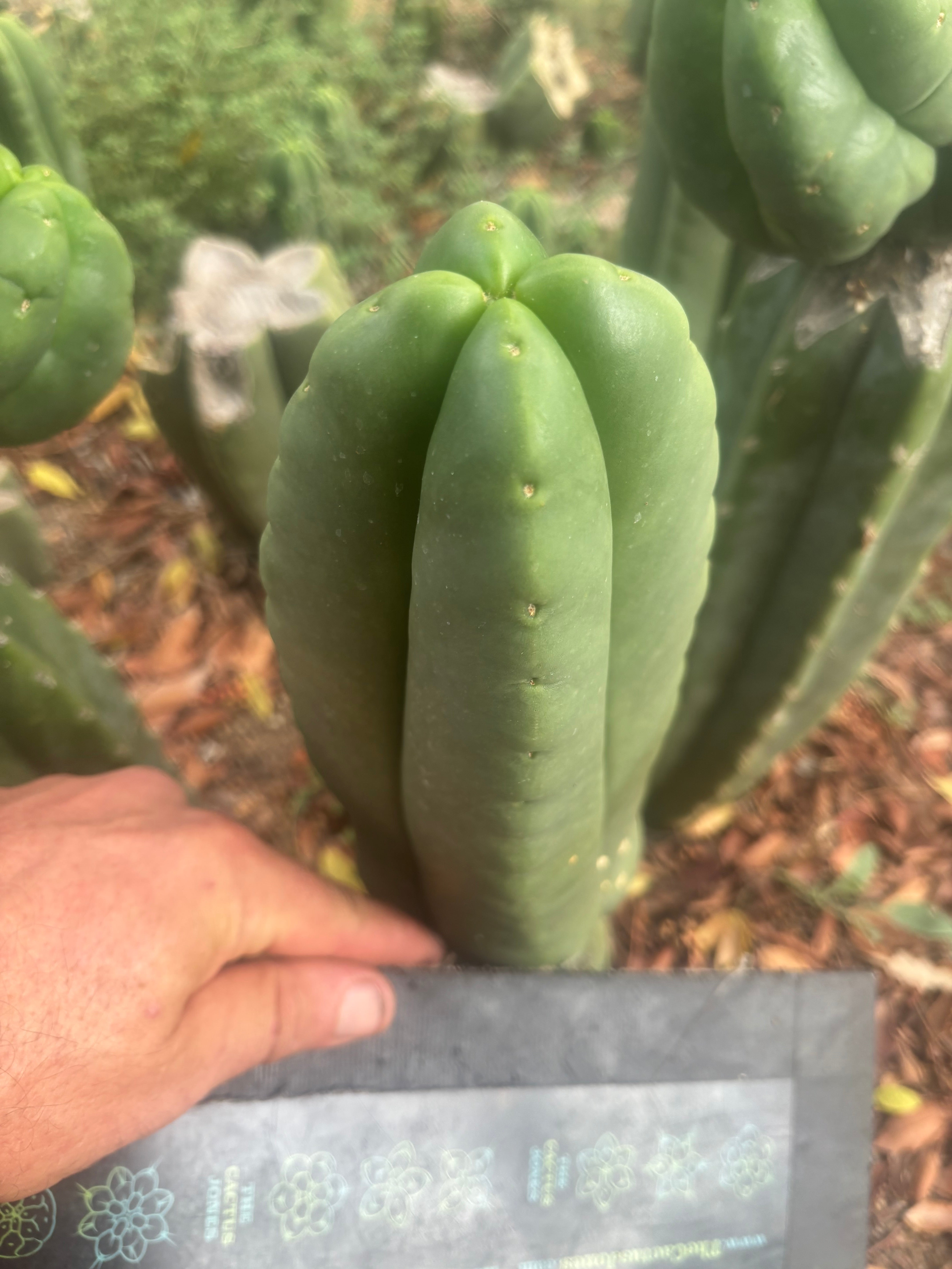 💎👑🌶️ Ferah — Another 8” FourWang Tip