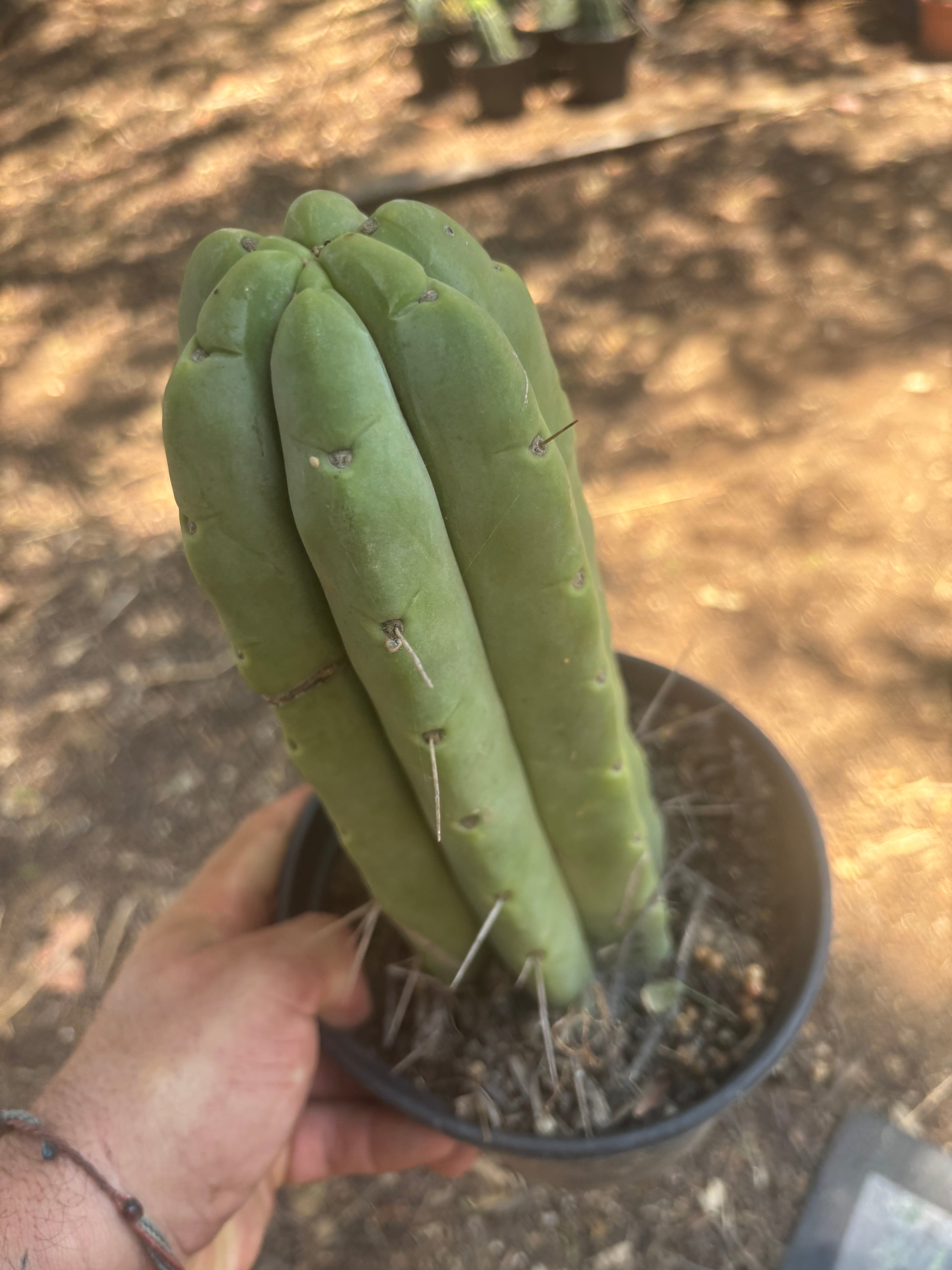 👑🌶️🌶️  Jiimz Twin — FAT Rooted 11” Tip