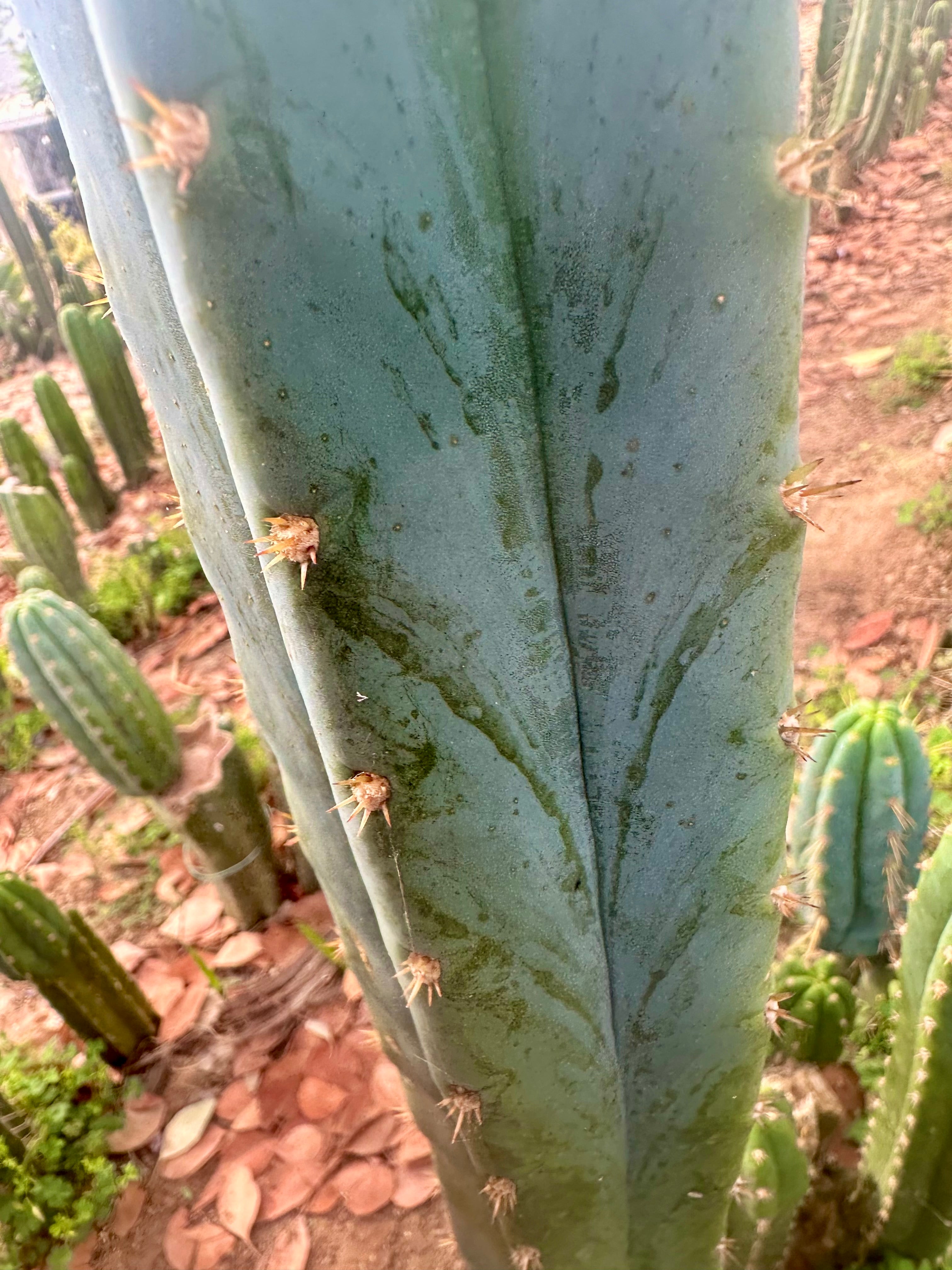 Sharxx Blue x Scop — Glowing 10” Tips