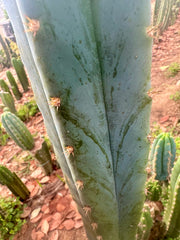 Sharxx Blue x Scop — Glowing 10” Tips