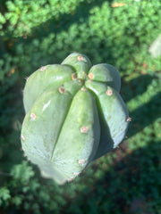 👑🌶️ Pierre — Chonky 12” Tip