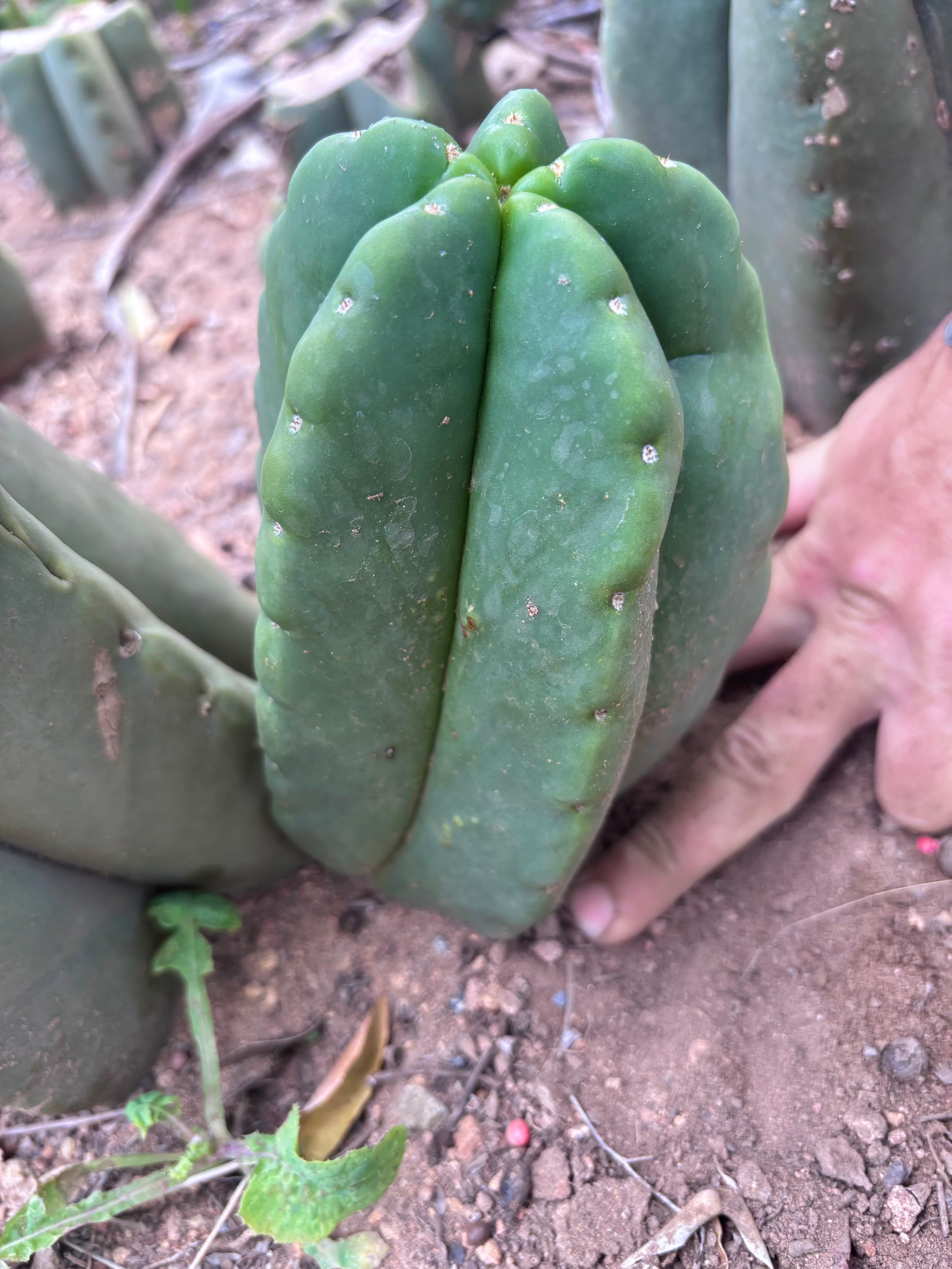 💎👑💎🌶️ Ferah — XL Pup
