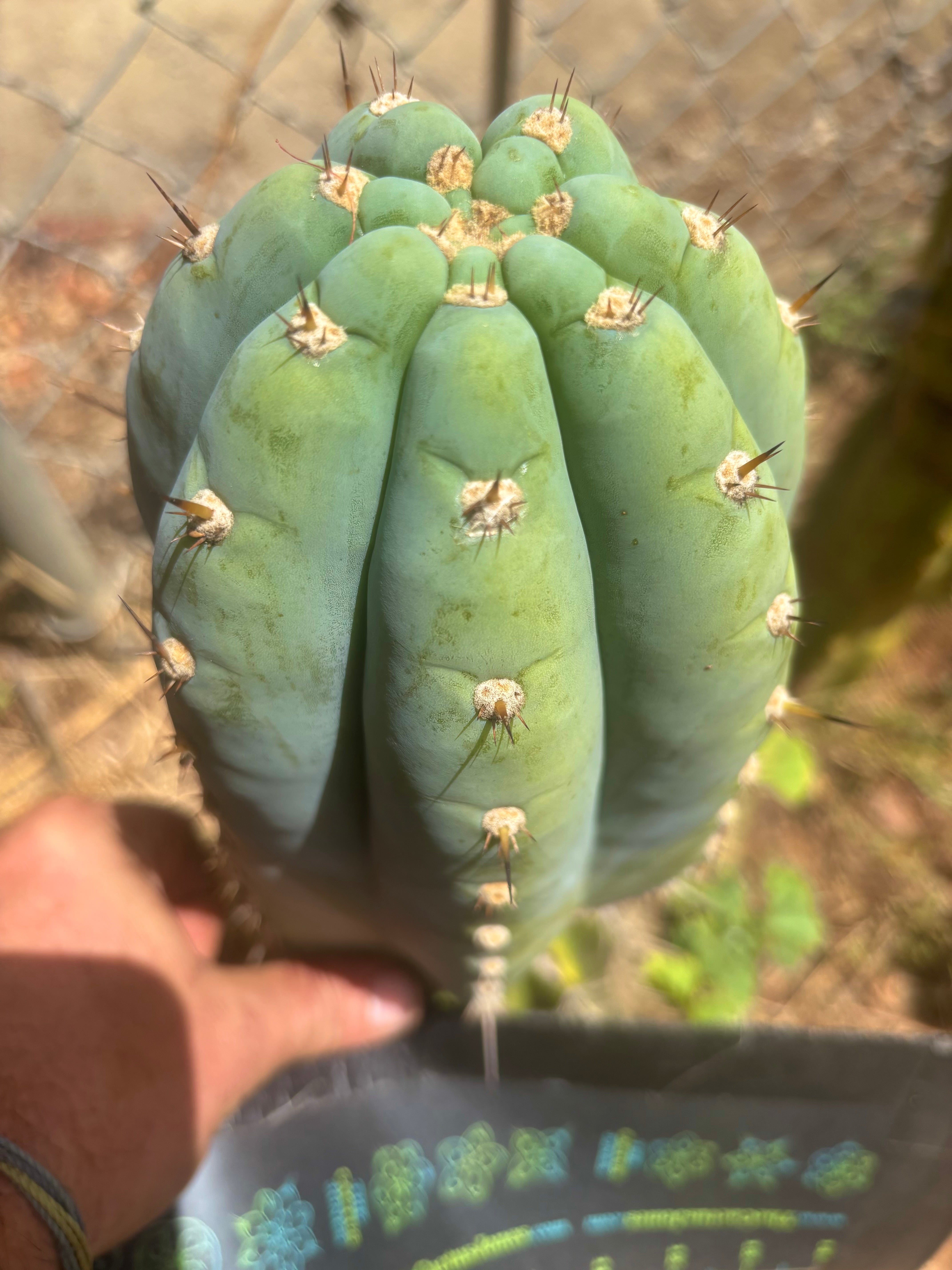 💎👑💎 Althea — *Massive* 9” Tip