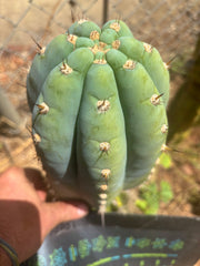 💎👑💎 Althea — *Massive* 9” Tip