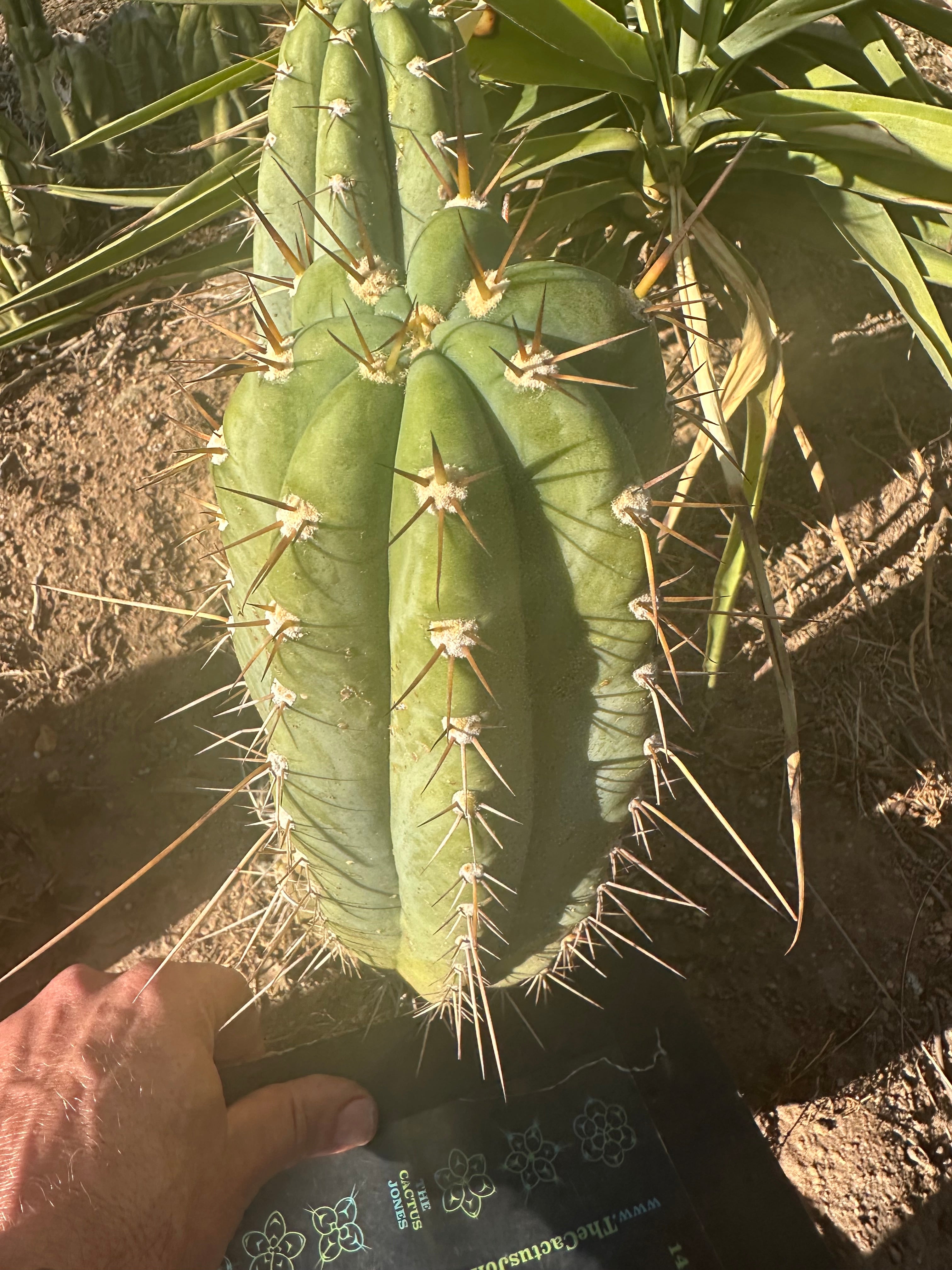 💎👑🌶️ CGG — 12” Melon