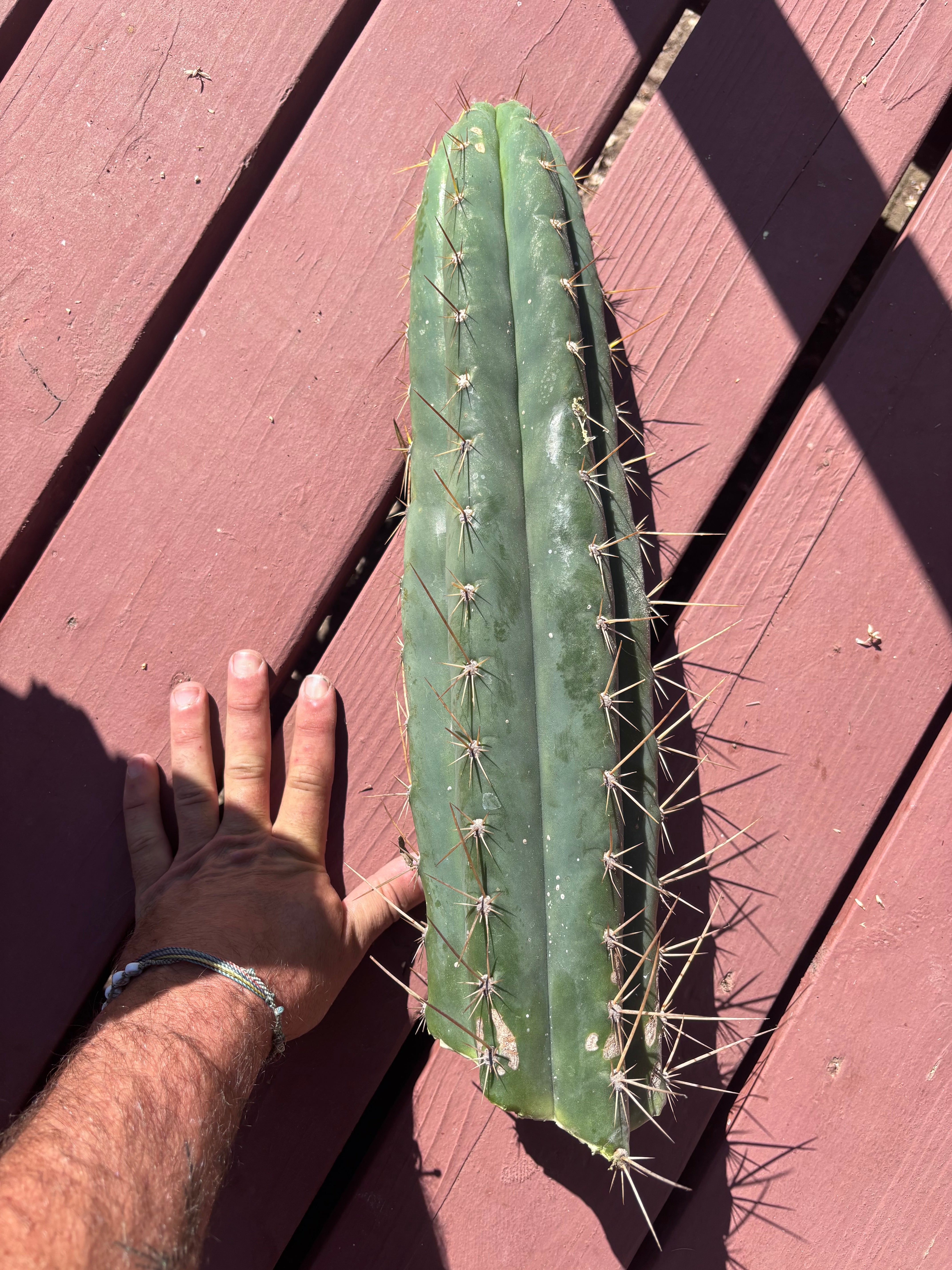 👑💎 Chavin De Huantar — XL 17” Tip