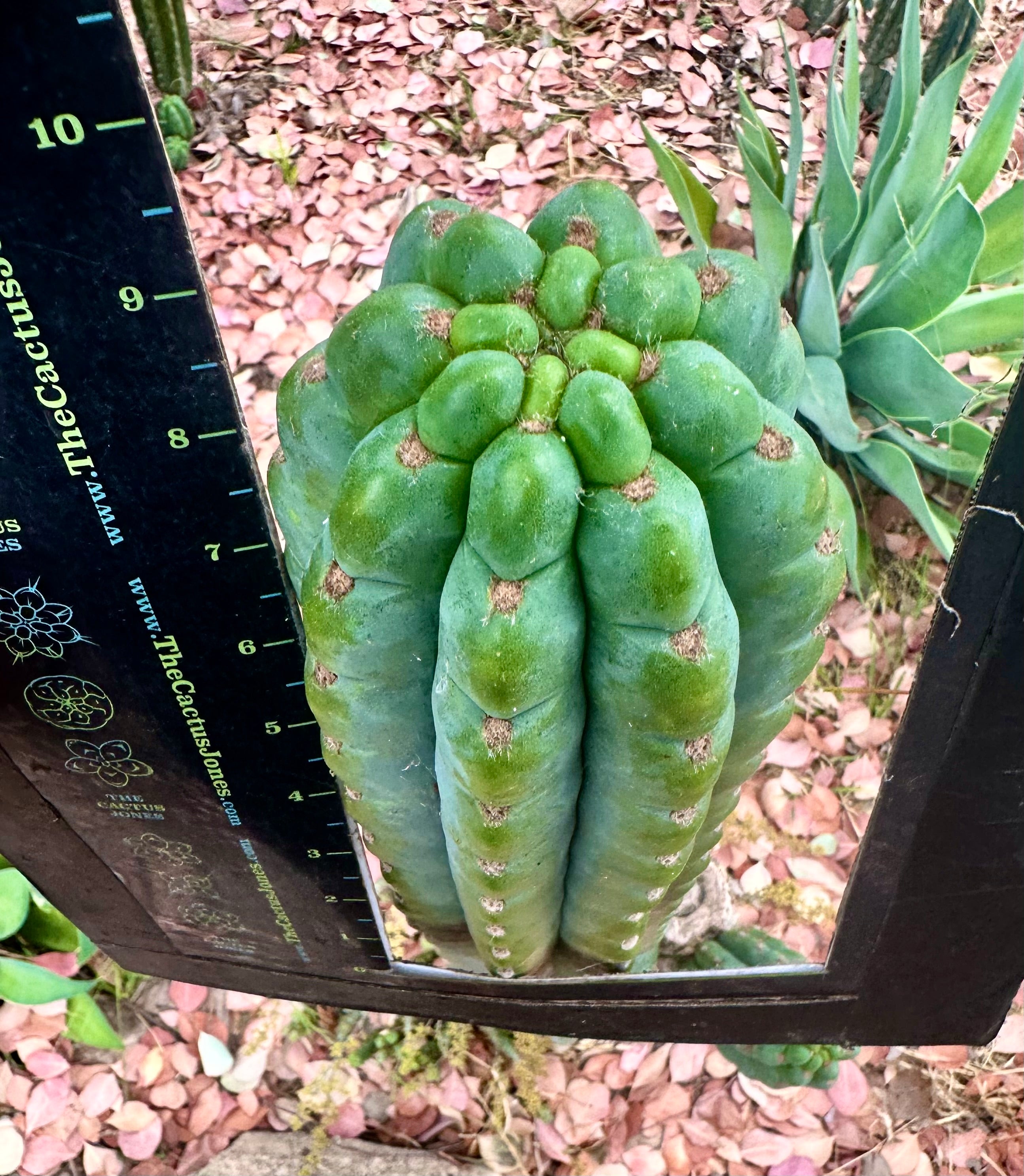 💎👑🌶️ Ichoca — 10” BEAST Tip