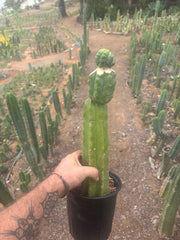 💎👑💎 Havran — XL Established Graft on Rooted 15” PC