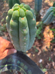 👑🌶️  Ichoca — Chonky 7” Tip