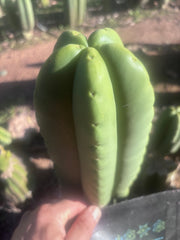 💎👑💎🌶️ Ferah — FAT 9” Tip