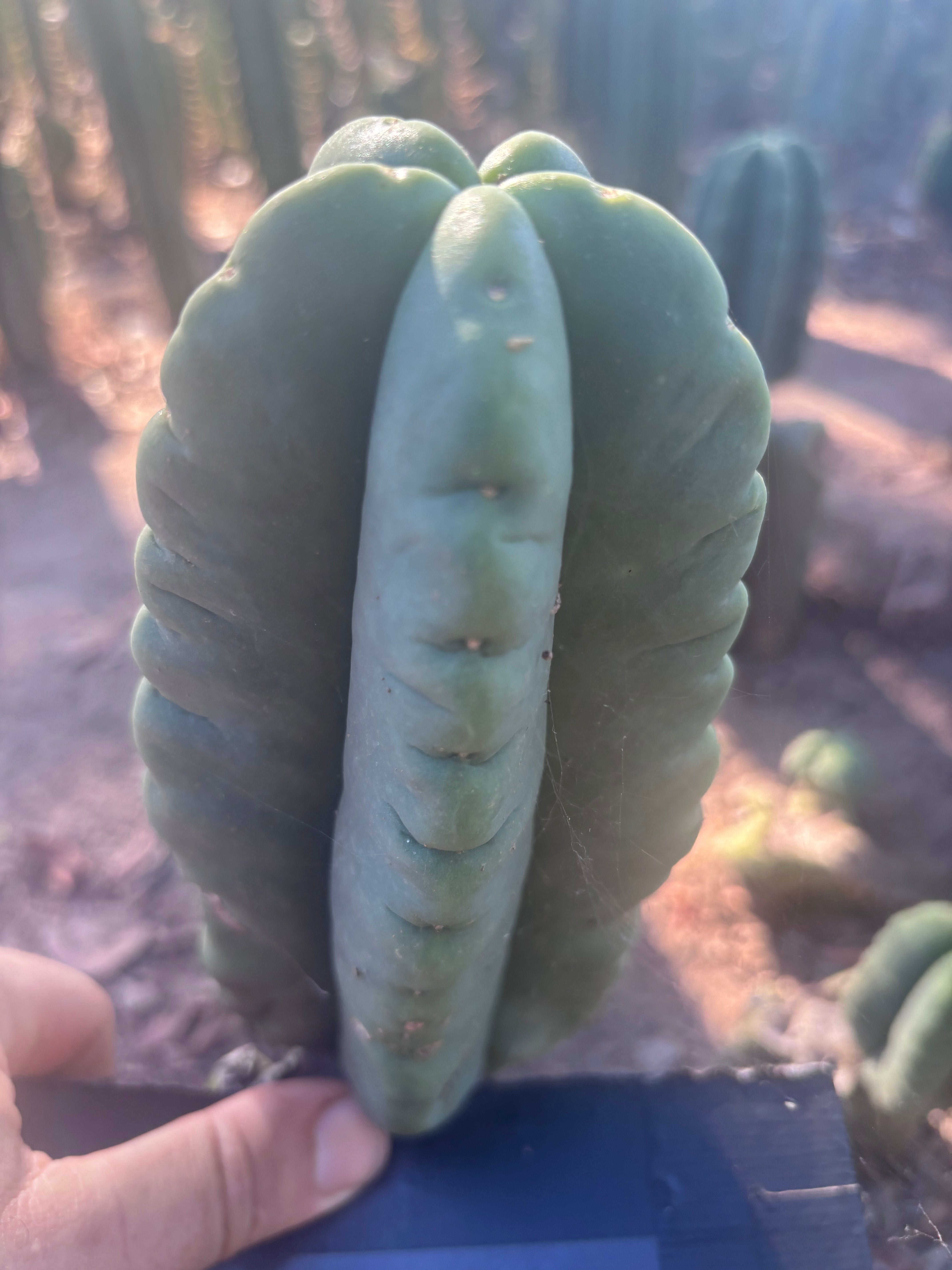 💎👑💎🌶️ Ferah — 8” Pup