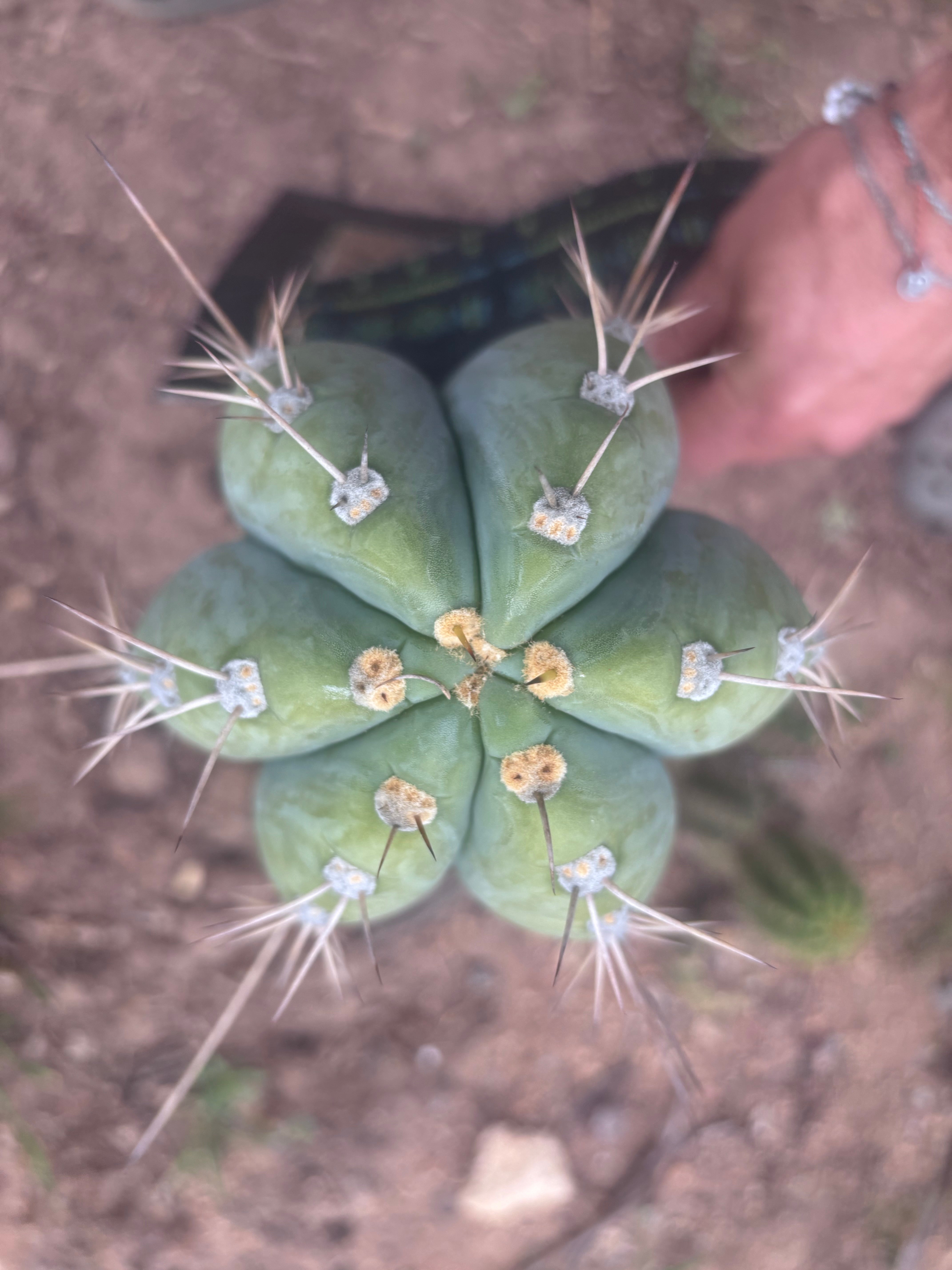 💎👑🌶️ CGG — Massive 10” Tip