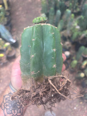 💎👑💎 Havran — Pup Graft on Rooted PC