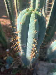 💎👑 Argentinensis “Coopers Clone” — 10” Tip