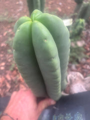 💎👑🌶️ Ferah — Plump 10” Pup