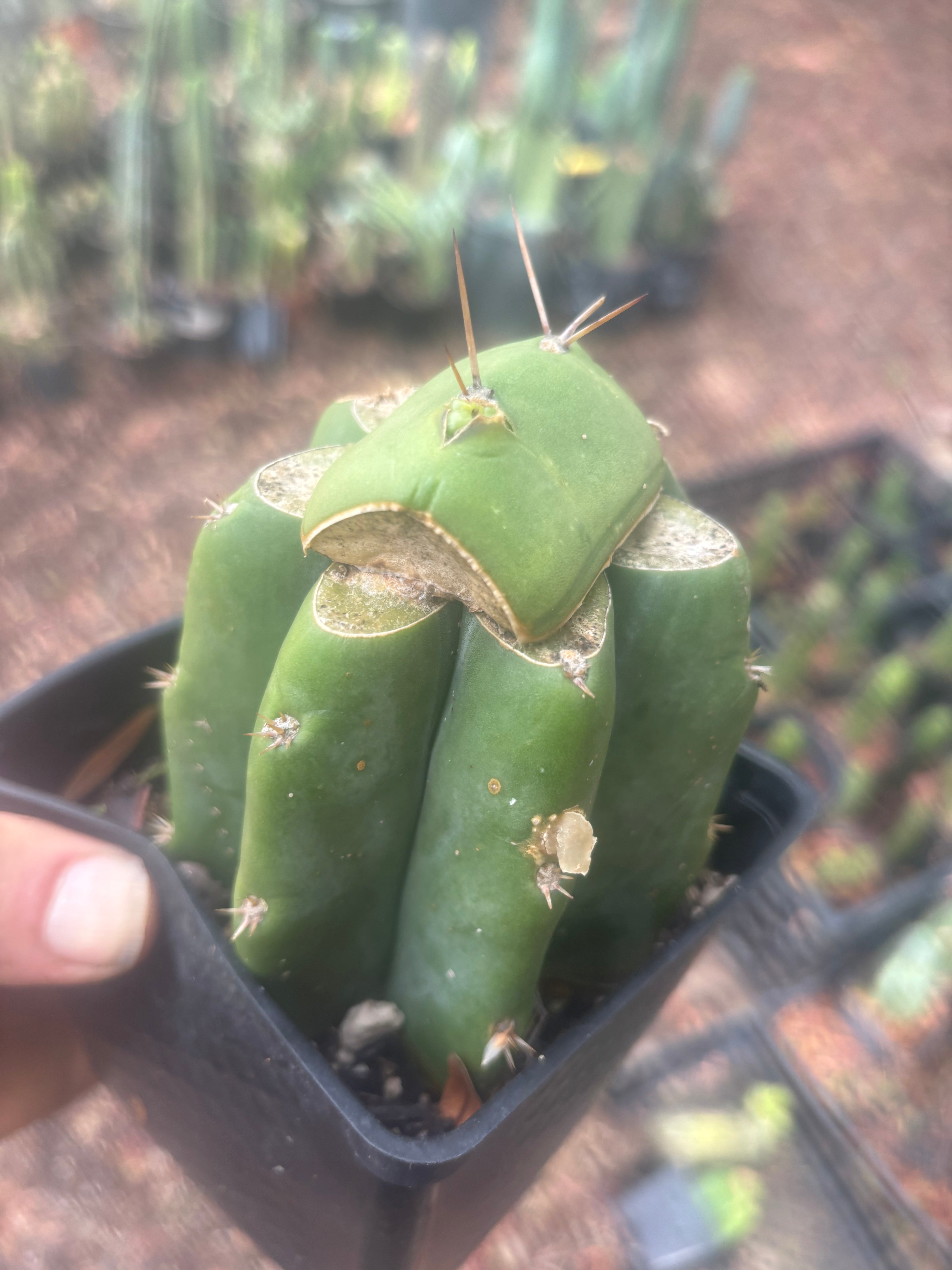 💎👑💎 Salad Fingers — Rooted Slab Graft w/ Pup Starting
