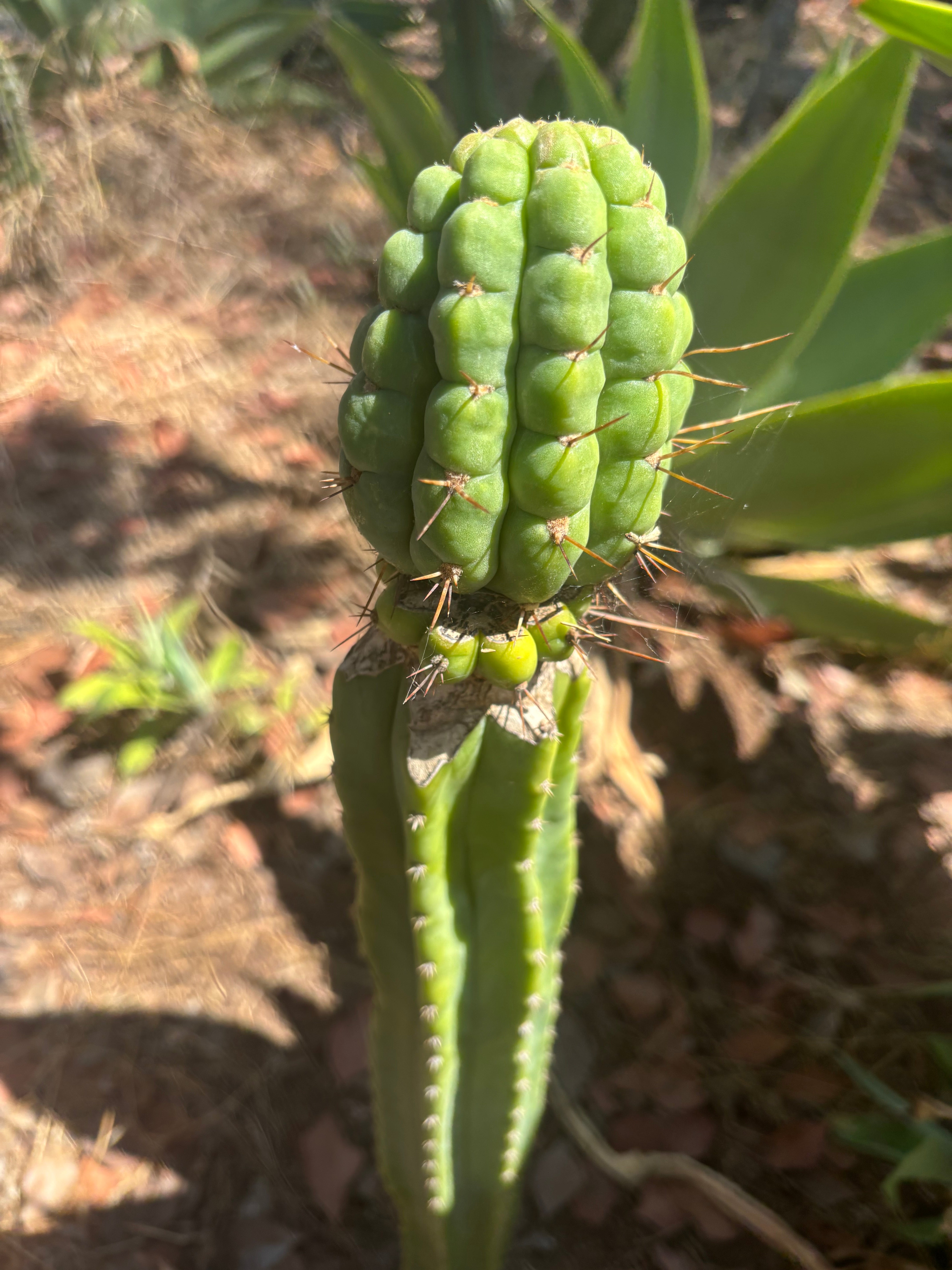 💎👑💎 Havran — Large Established Graft on PC