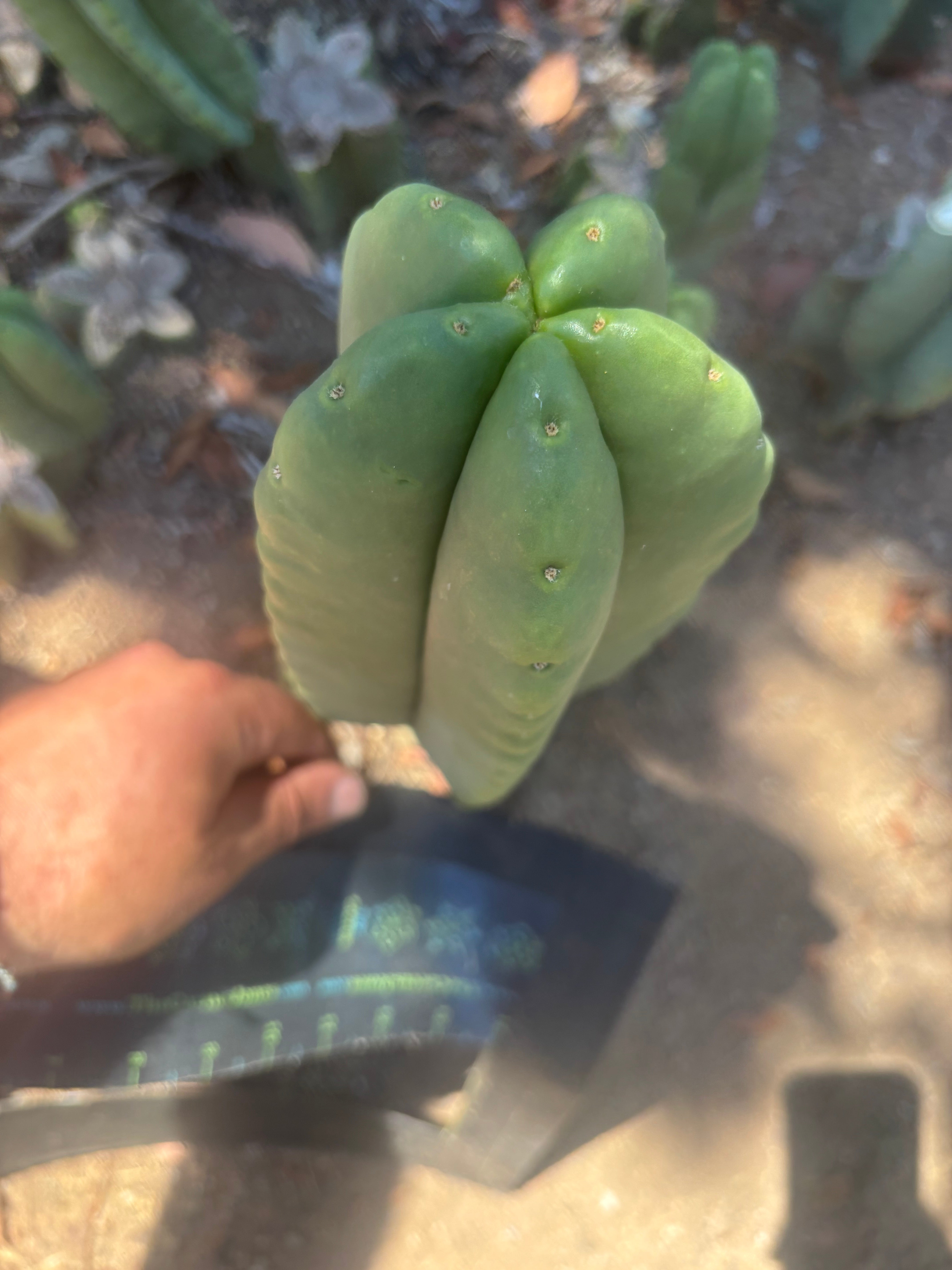 💎👑🌶️ Ferah — Another Chonky 9” Tip