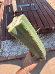 👑🌶️🌶️ Eileen — Massive 15” Mid