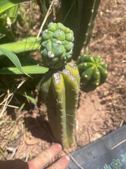👑💎 Glorp — Rooted Graft