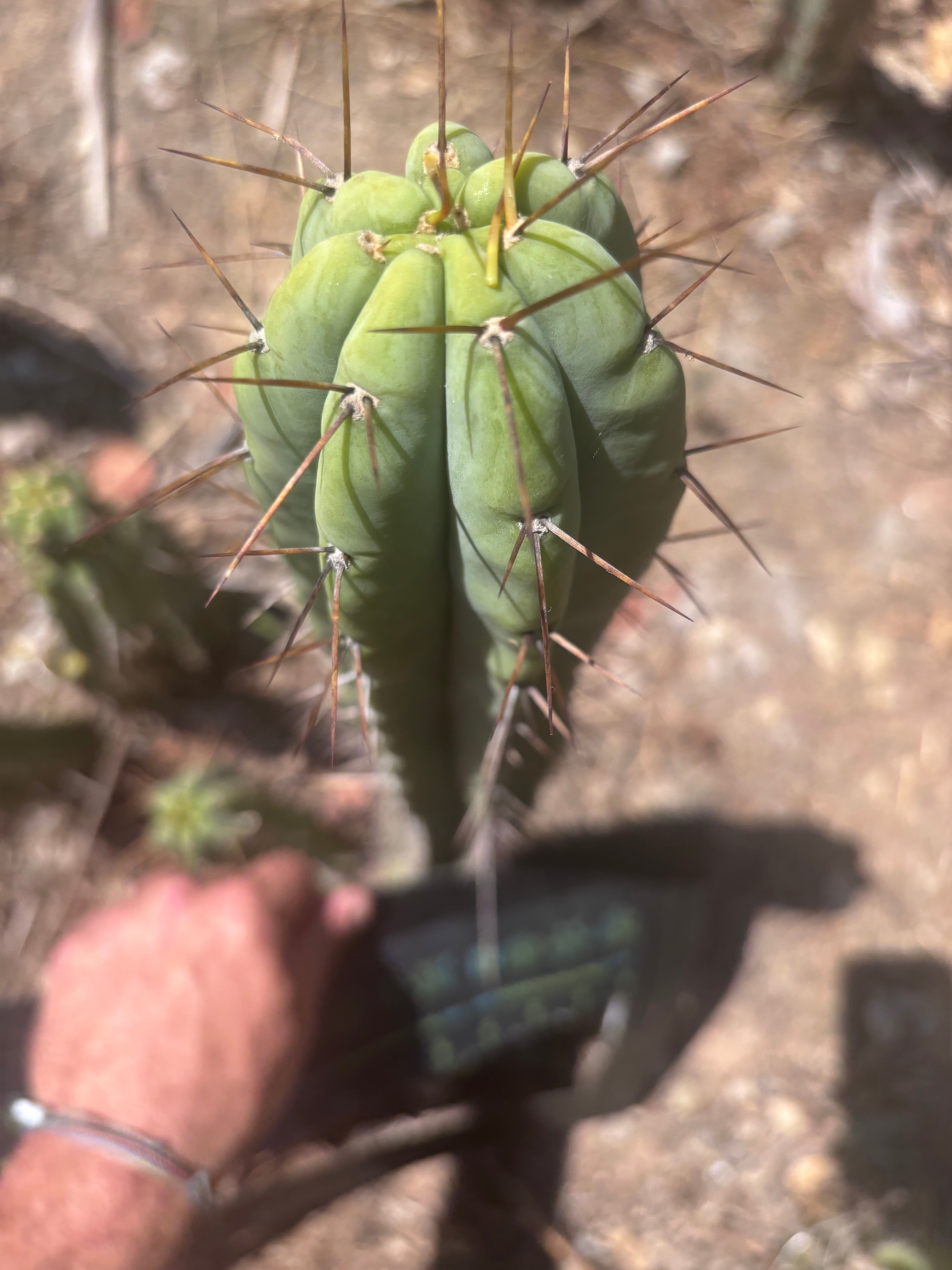 👑🌶️ CA1 Sherman — 14” Pup