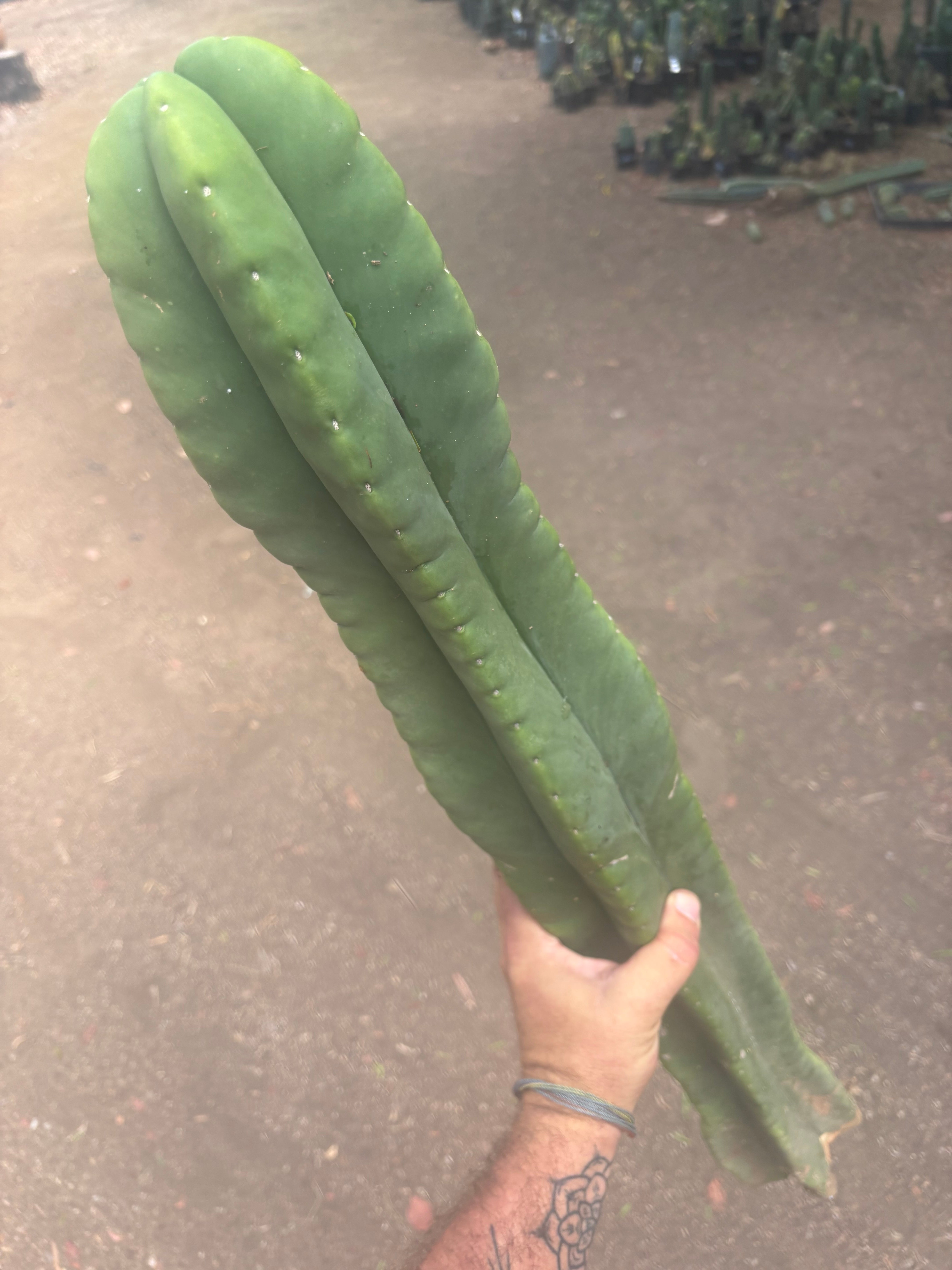 💎👑🌶️  Zulk —  Massive XXXL 32” Column