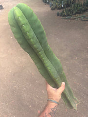 💎👑🌶️  Zulk —  Massive XXXL 32” Column
