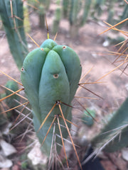 💎👑🌶️  La Paz  — 10” Fourwang Pup