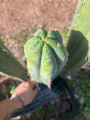 💎👑🌶️ Kimnach — Beefy XL 15” Pup