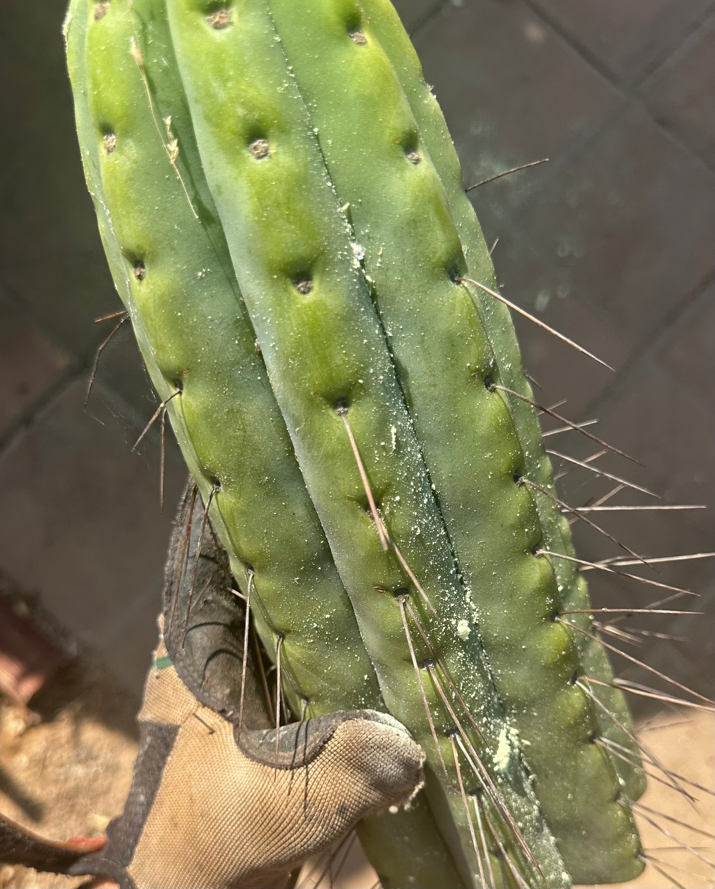 🌶️🌶️💎 E.R. — Huge 13” Tip