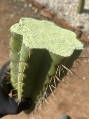 💎🌶️ SS02 x Kimura’s Spiny Giant   — Massive NOTCHY 14” Tip