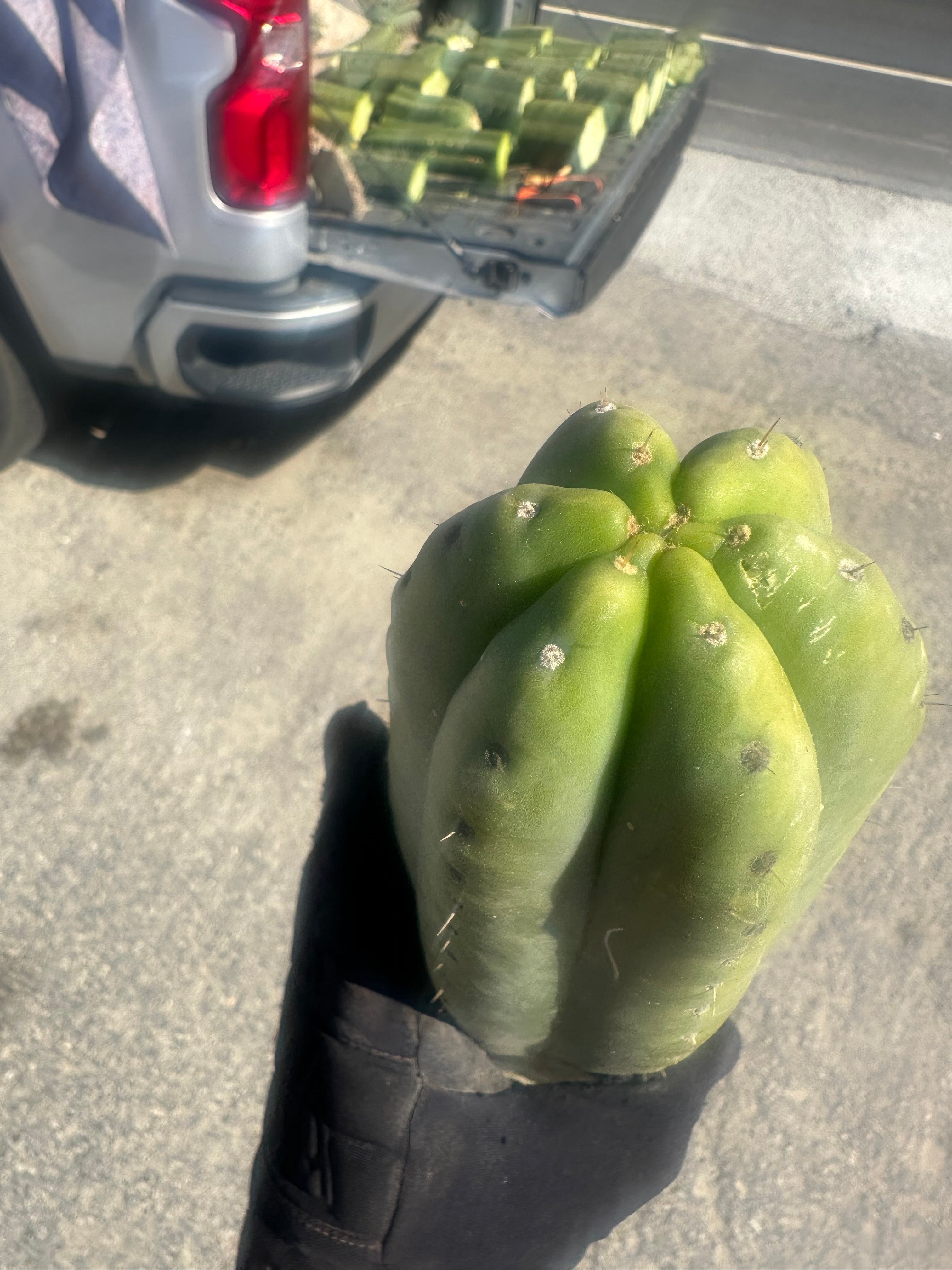 👑🌶️ Tom Juuls Giant  — XL Thick 12” Tip