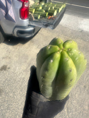 👑🌶️ Tom Juuls Giant  — XL Thick 12” Tip