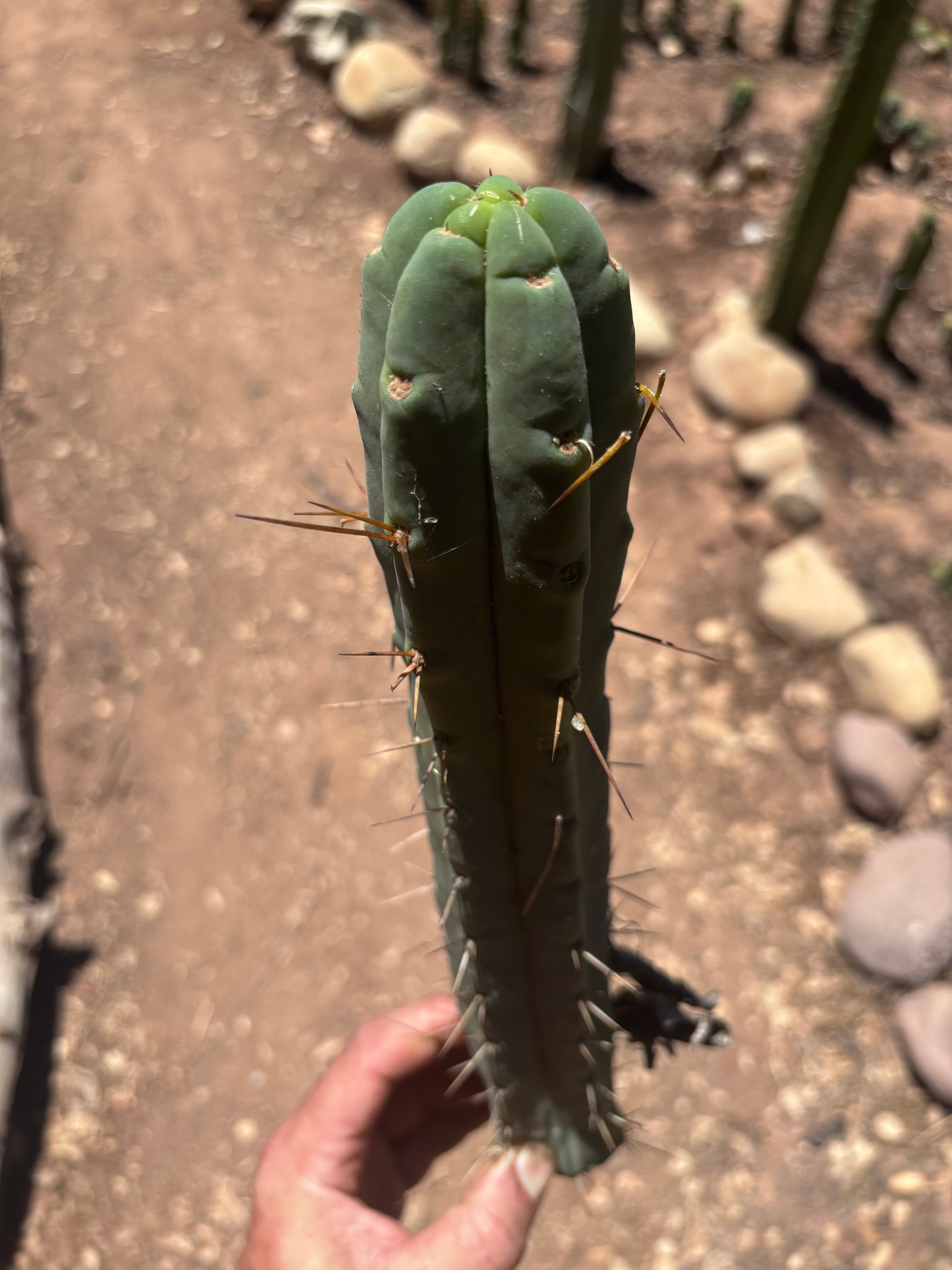 👑🌶️🌶️ Dulzura — 12” Tip